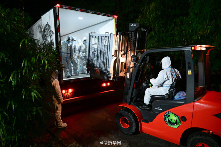 旅日大熊猫晓晓蕾蕾回到家乡