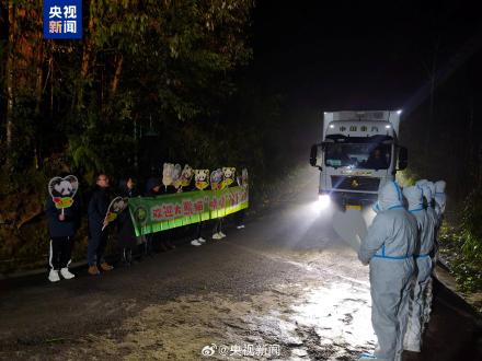 旅日大熊猫一到家就吃上笋了