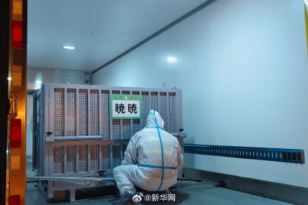 旅日大熊猫晓晓蕾蕾回到家乡