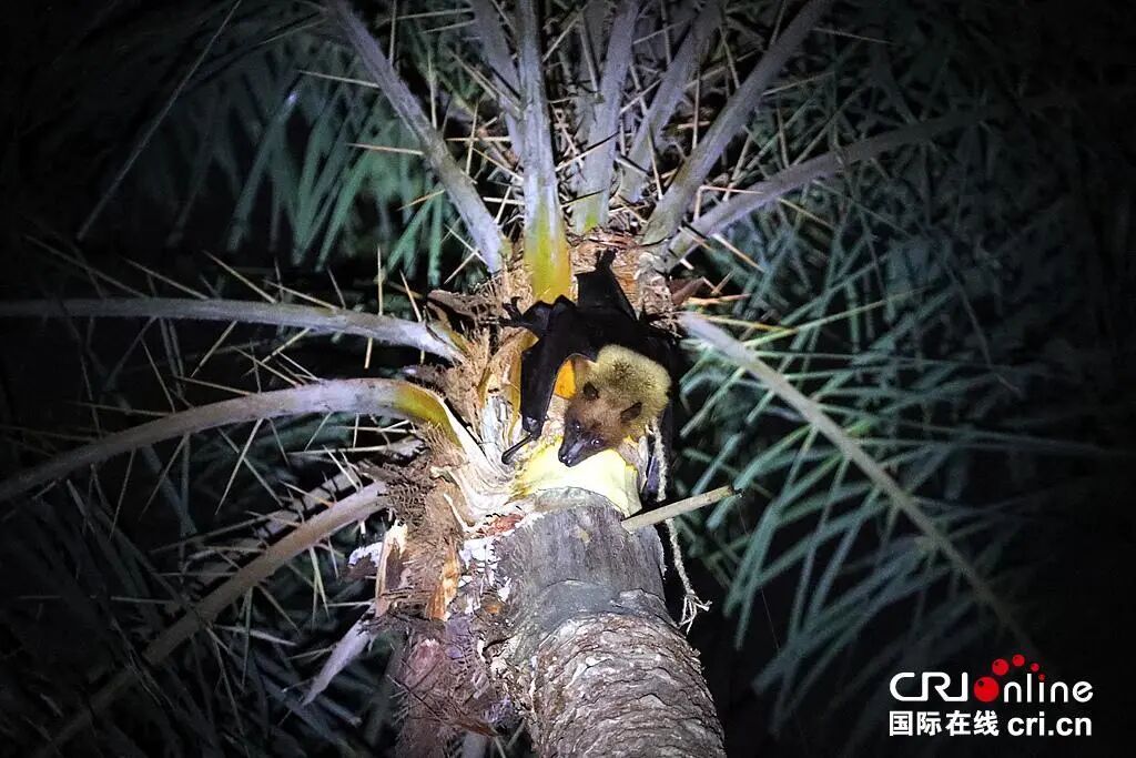 尼帕病毒或引发全球大流行？专家：不是新病毒，国内没病例，别慌！