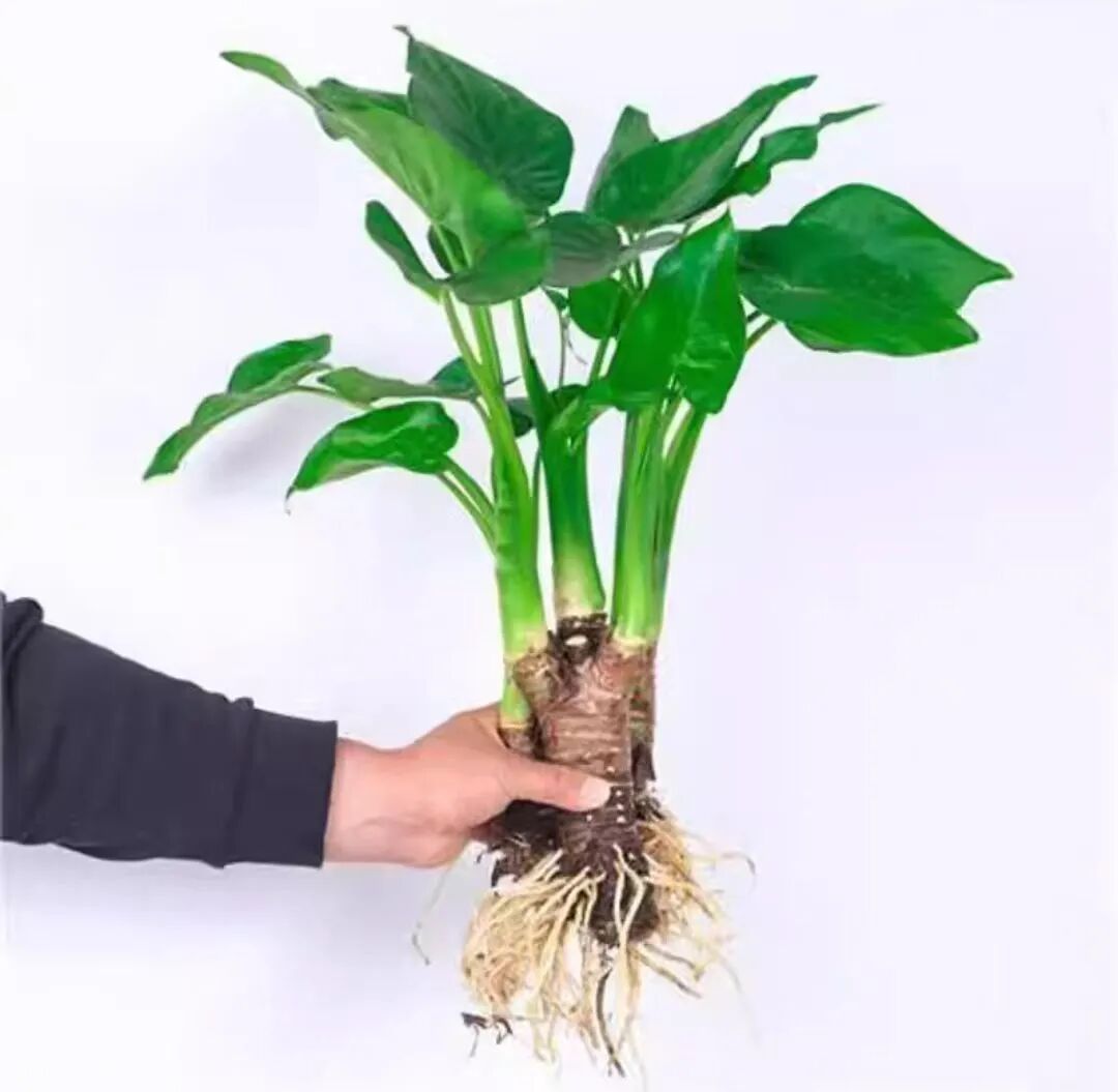 太像了！祖孙误食，双双中毒...注意！很多广东人家里都有