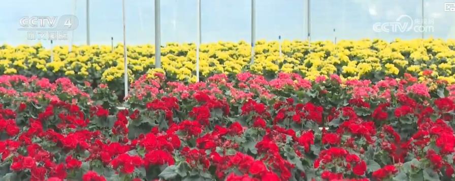 从年宵花到生肖文创：多地年货市场供销两旺 传统与创意产品点亮春节消费