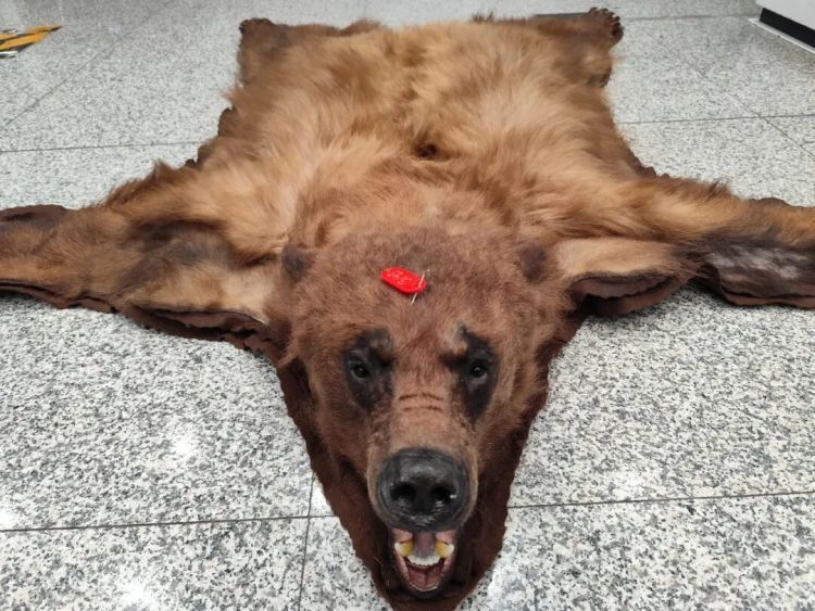 首都机场海关查获美洲黑熊熊皮制品1件 首都机场海关查获美洲黑熊熊皮制品1件