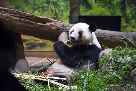 旅日双胞胎大熊猫幼崽平安回国