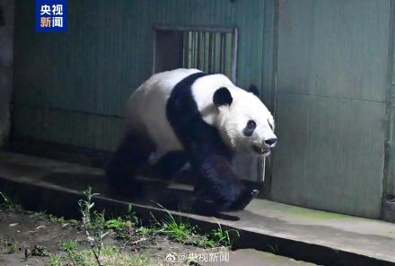 旅日大熊猫一到家就吃上笋了
