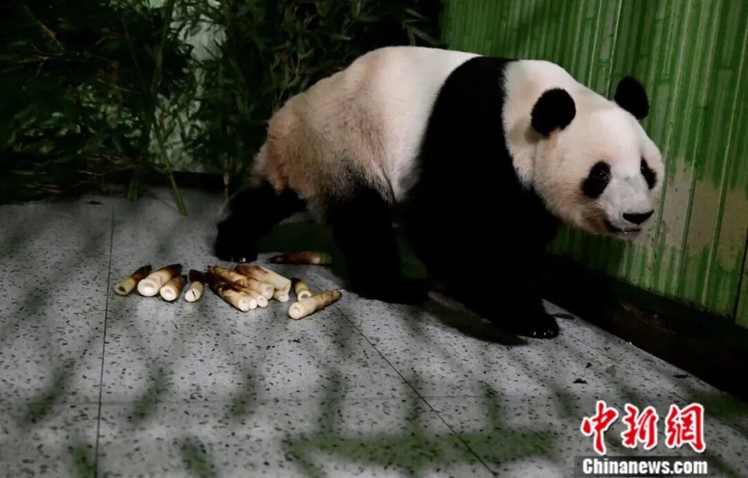 旅日大熊猫“晓晓”“蕾蕾”平安归国