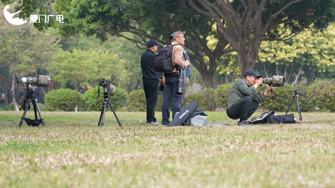 厦门新晋萌客！罕见丘鹬一步三摇来啦~