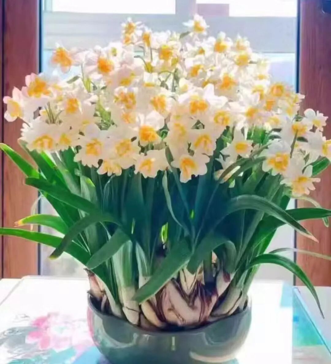 太像了！祖孙误食，双双中毒...注意！很多广东人家里都有