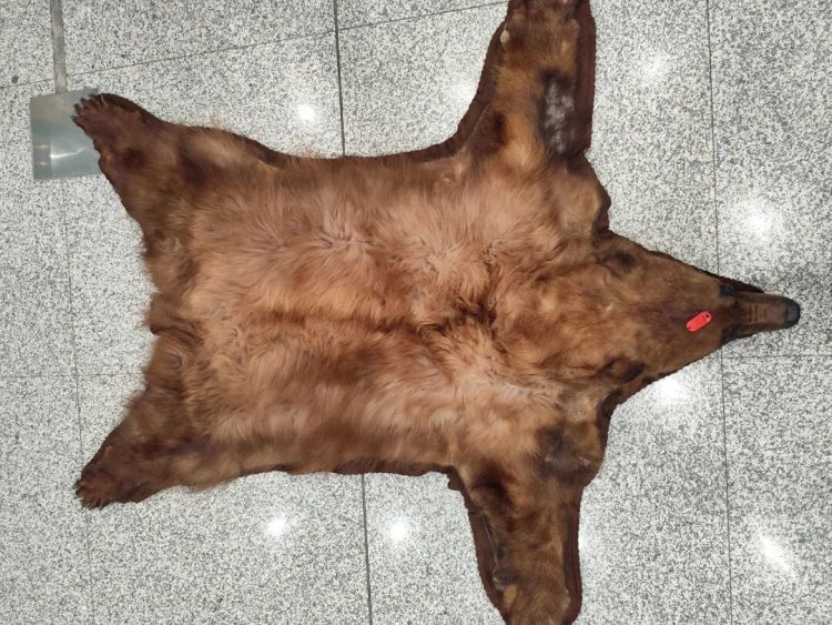 首都机场海关查获美洲黑熊熊皮制品1件 首都机场海关查获美洲黑熊熊皮制品1件