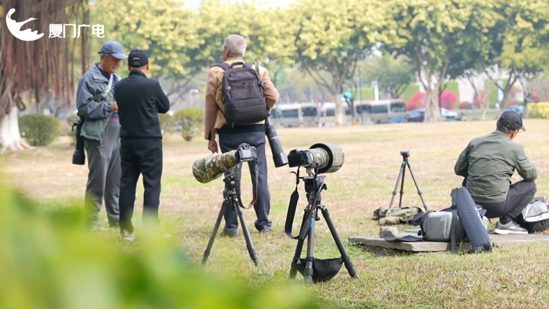 厦门新晋萌客！罕见丘鹬一步三摇来啦~