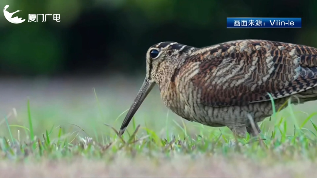 厦门新晋萌客！罕见丘鹬一步三摇来啦~