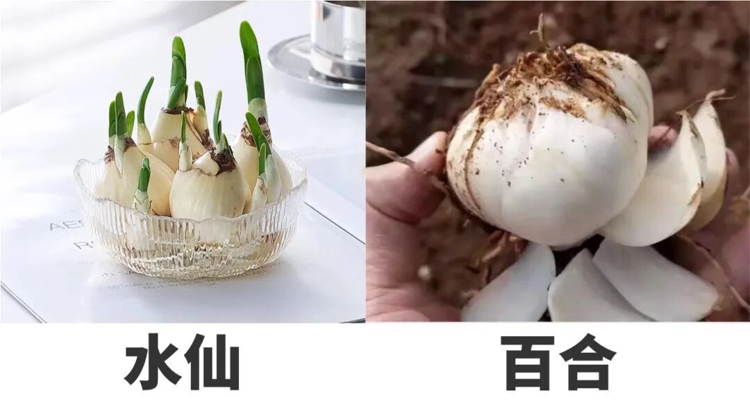 太像了！祖孙误食，双双中毒...注意！很多广东人家里都有