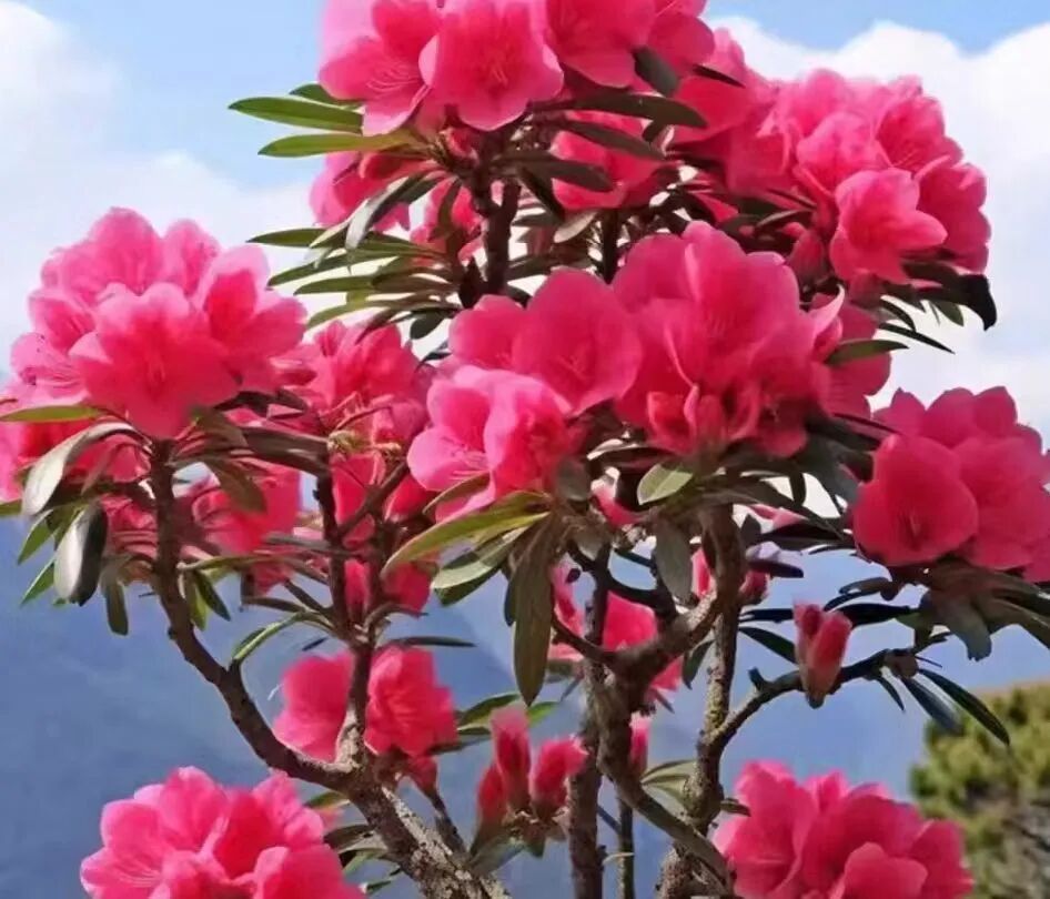 太像了！祖孙误食，双双中毒...注意！很多广东人家里都有