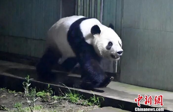旅日大熊猫“晓晓”“蕾蕾”平安归国