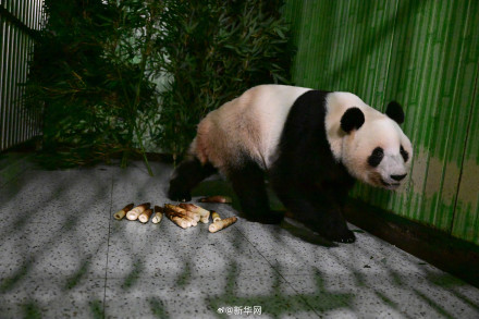 旅日大熊猫晓晓蕾蕾回到家乡