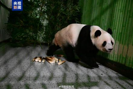 旅日大熊猫一到家就吃上笋了