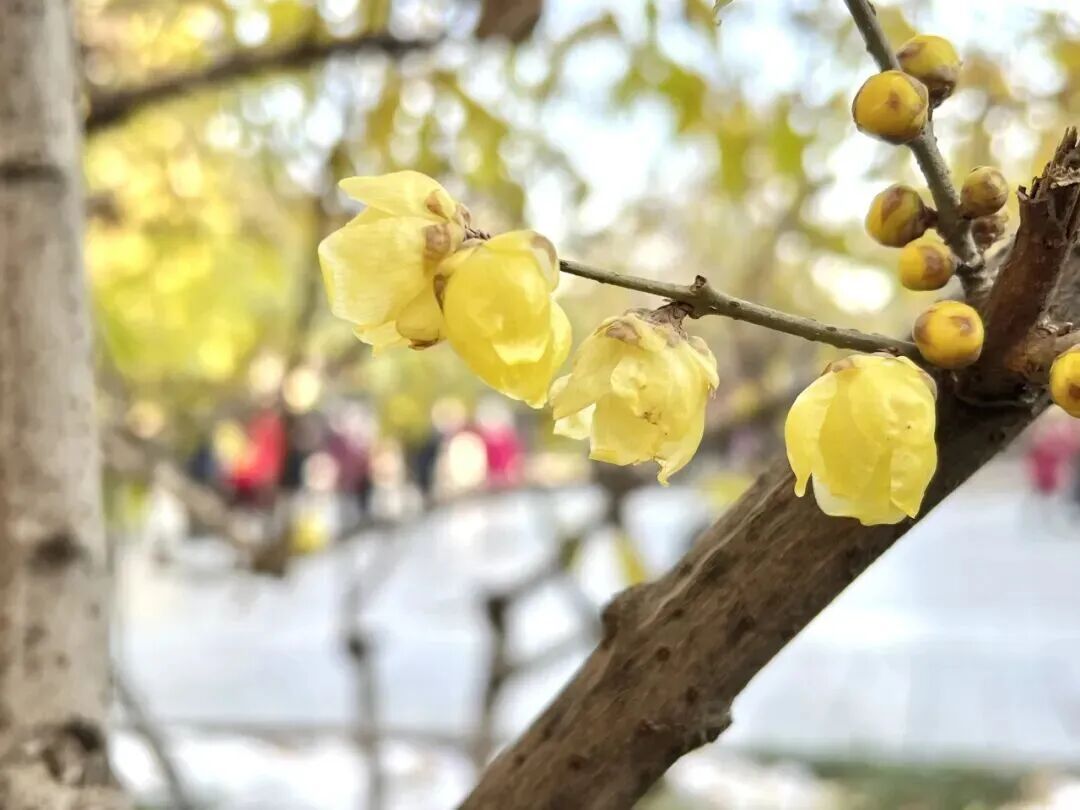 超出片!石家庄多个城市公园蜡梅进入花期,快去打卡 超出片!石家庄多个城市公园蜡梅进入花期,快去打卡