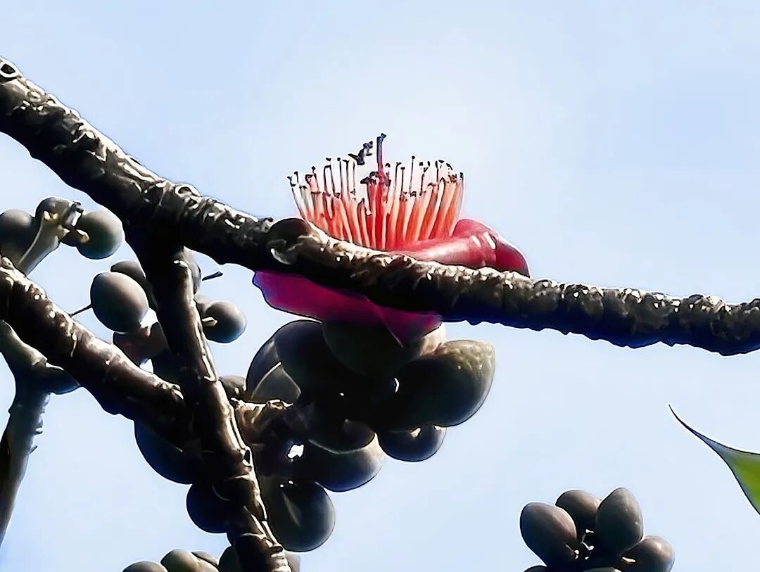 见者好运,广州357岁“木棉王”开花了,是罕见“双花同开” 见者好运,广州357岁“木棉王”开花了,是罕见“双花同开”