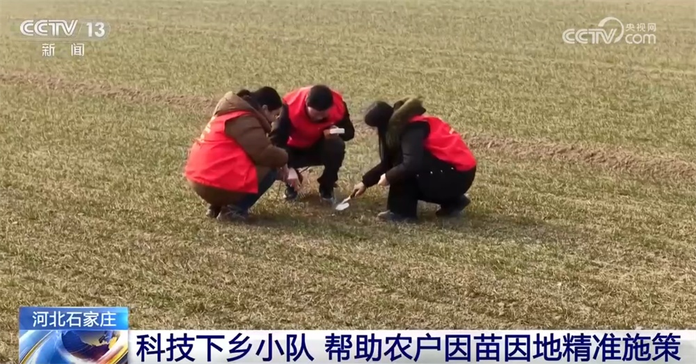 各地抓紧田间支招、精准管护全力“追苗情” 精准施策护航夏粮丰收