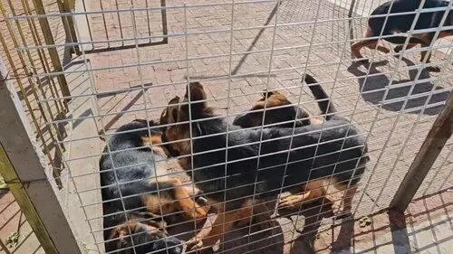 涉案358.6万元获刑15年，警方披露沈阳首例“宠物繁育专家”诈骗案情！