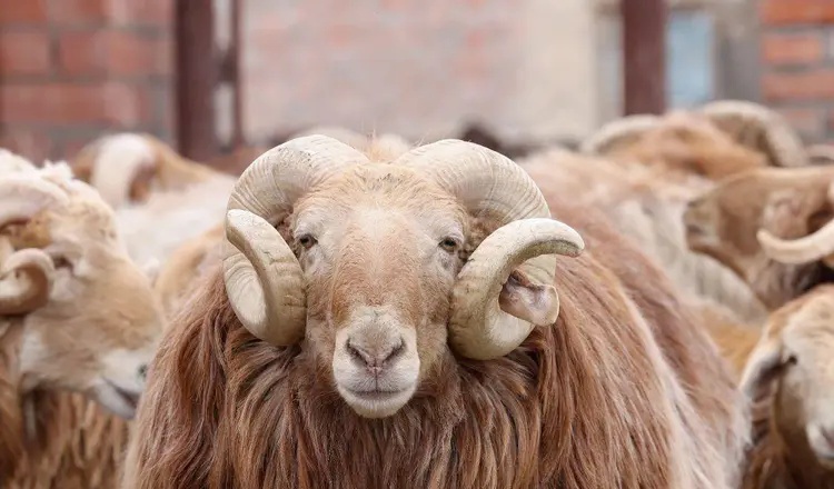 不仅有美景!阿勒泰的肥羊也有好“钱”景 不仅有美景!阿勒泰的肥羊也有好“钱”景