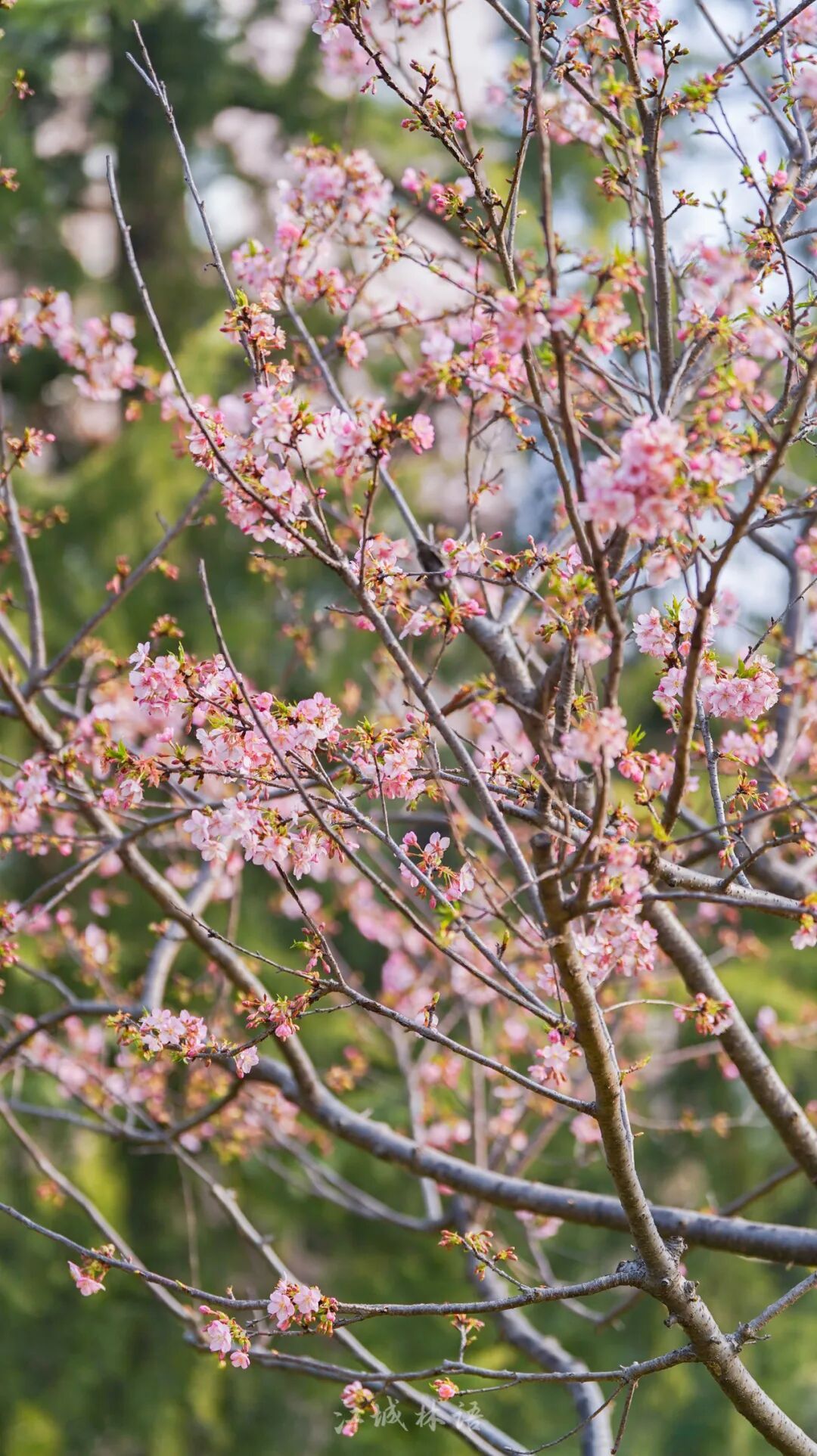 开爆了，武汉提前进入盛放期！“从未见过这么早”