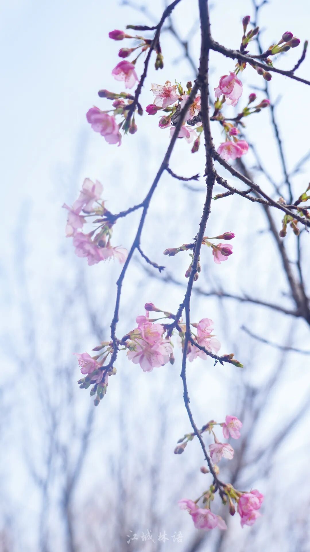 开爆了，武汉提前进入盛放期！“从未见过这么早”