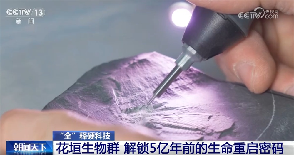 一起“涨”知识！世界级化石“宝藏”花垣生物群解锁5亿年前生命重启密码