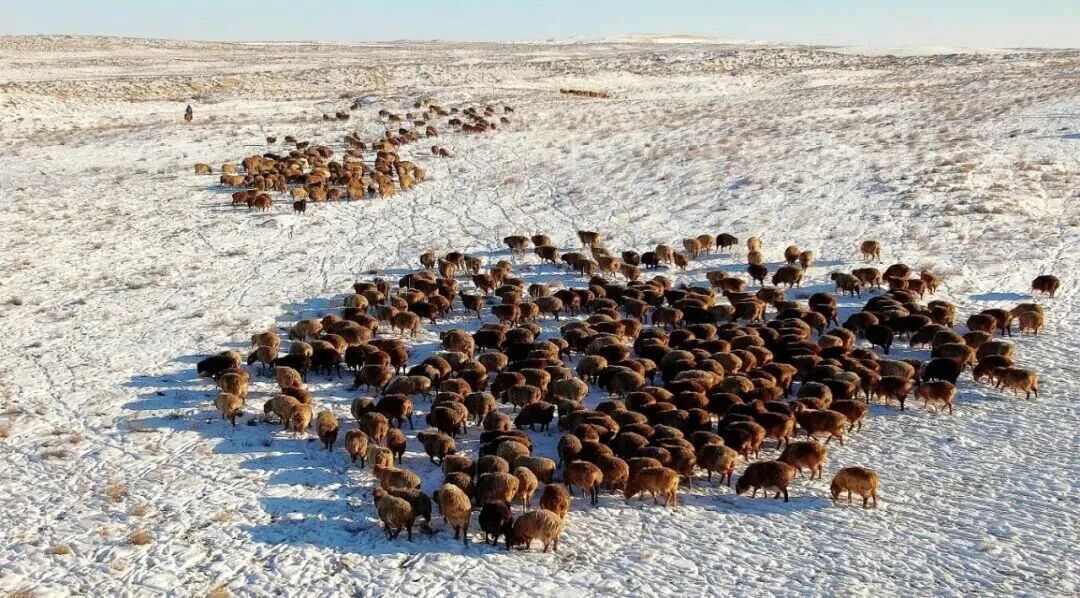 不仅有美景!阿勒泰的肥羊也有好“钱”景 不仅有美景!阿勒泰的肥羊也有好“钱”景
