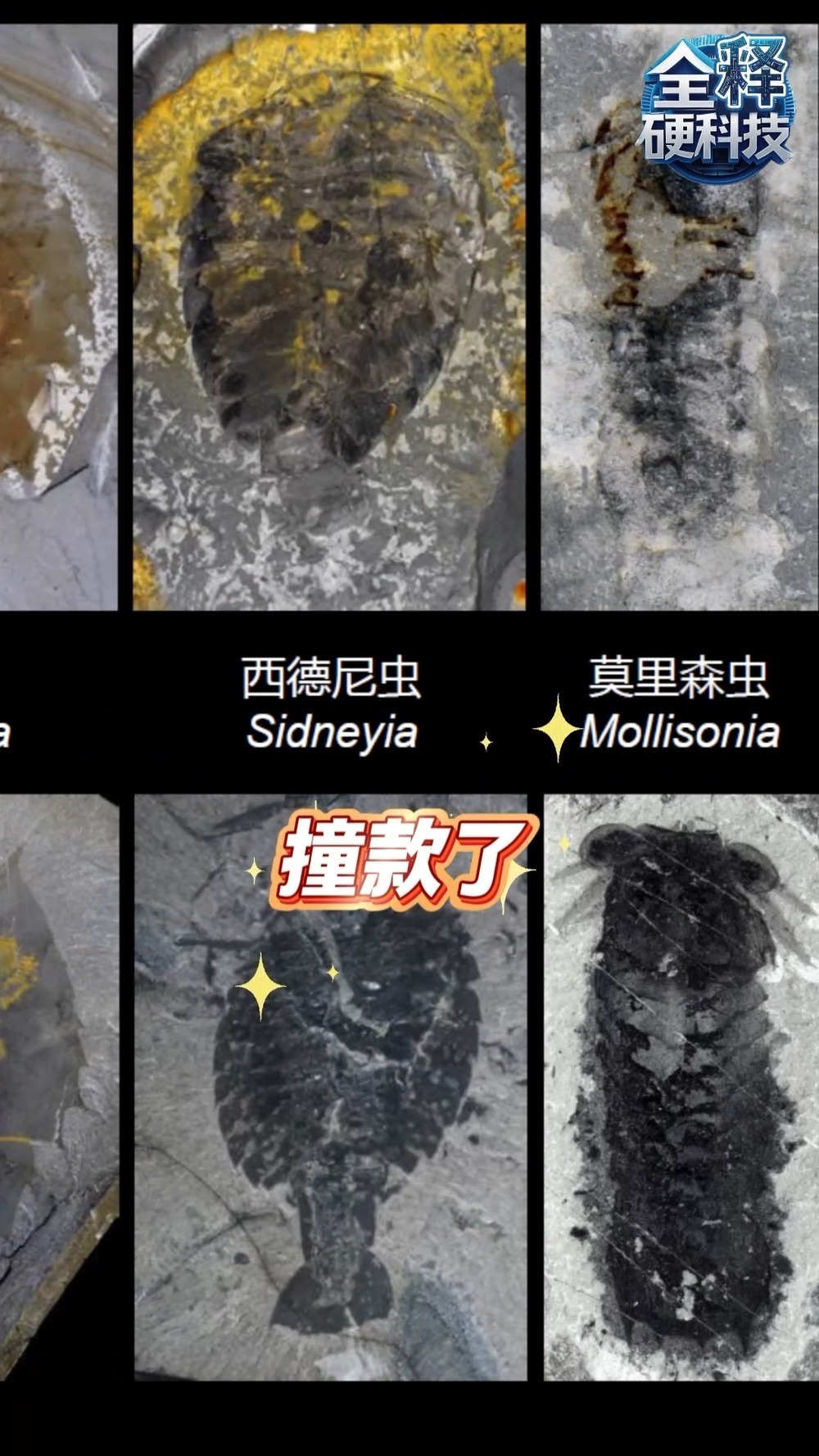 大灭绝后生命如何重启 花垣生物群填补历史空白 大灭绝后生命如何重启 花垣生物群填补历史空白