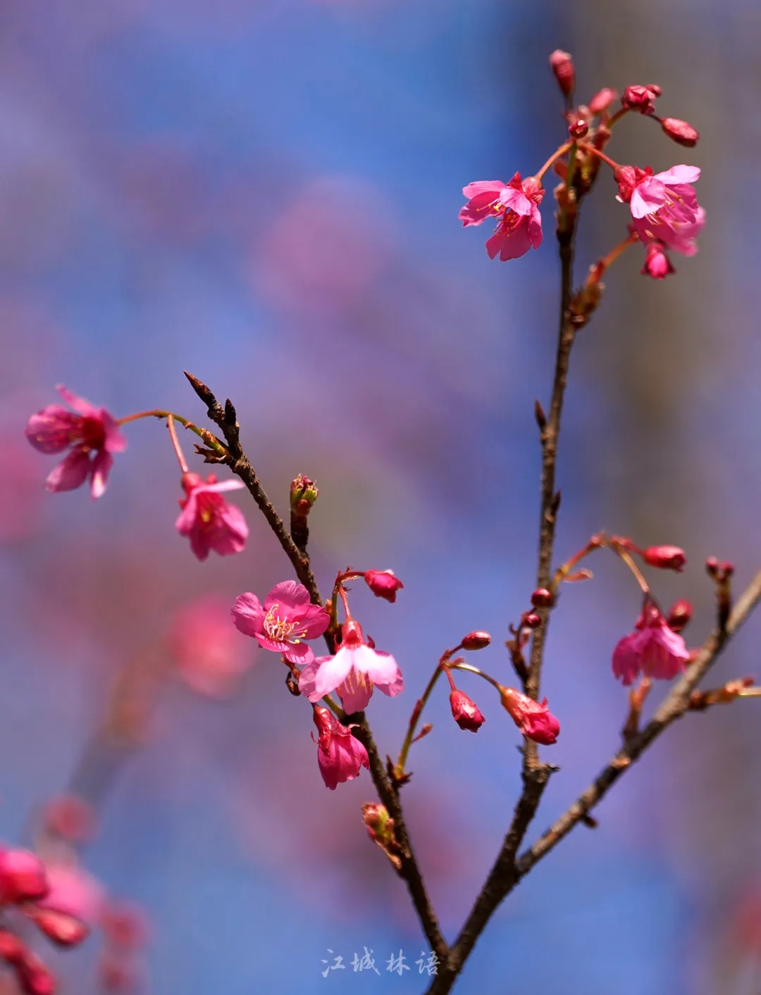 开爆了，武汉提前进入盛放期！“从未见过这么早”