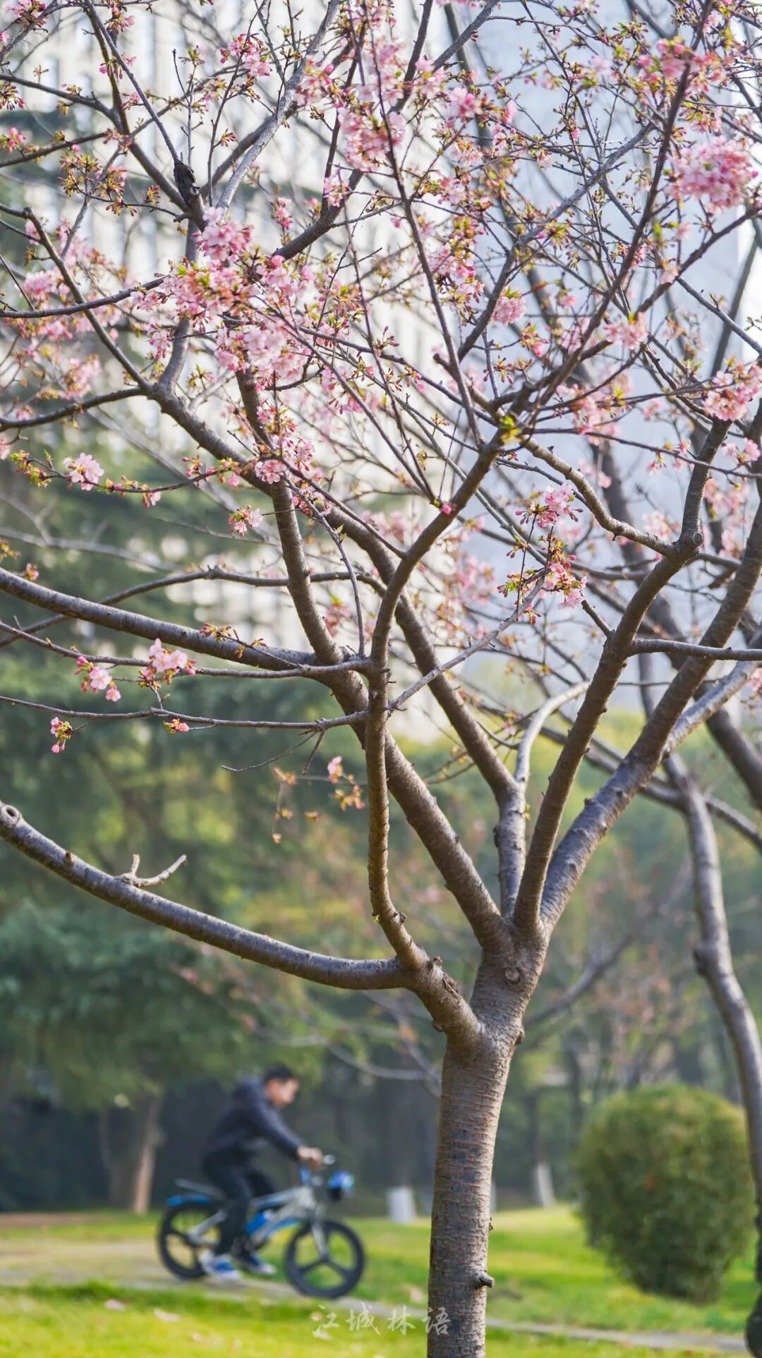 开爆了，武汉提前进入盛放期！“从未见过这么早”