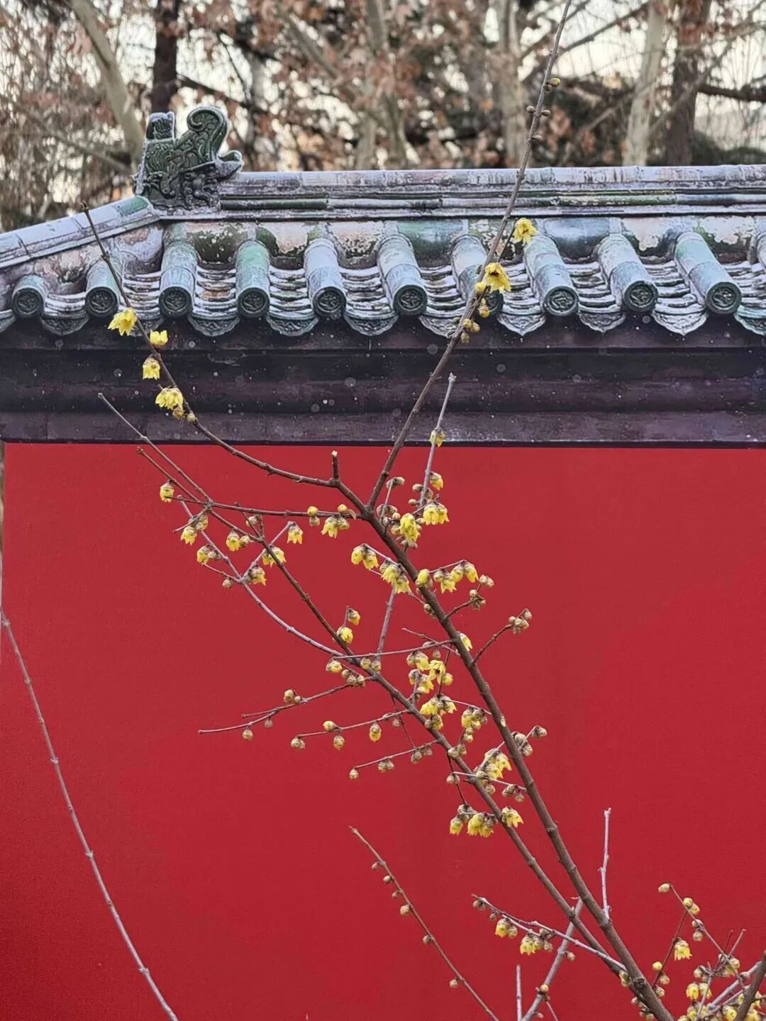 超出片!石家庄多个城市公园蜡梅进入花期,快去打卡 超出片!石家庄多个城市公园蜡梅进入花期,快去打卡