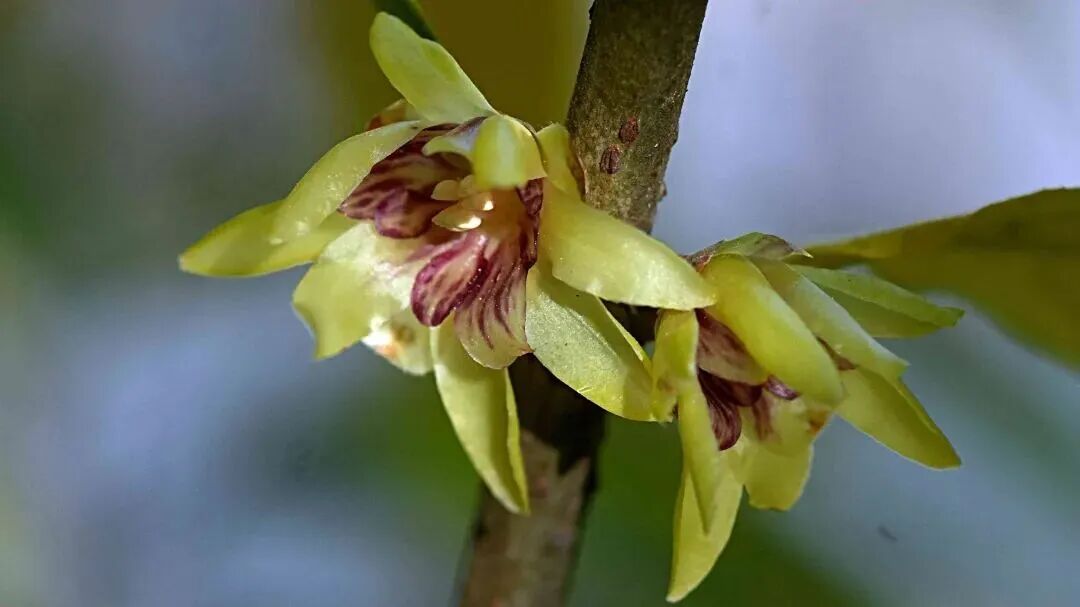 超出片!石家庄多个城市公园蜡梅进入花期,快去打卡 超出片!石家庄多个城市公园蜡梅进入花期,快去打卡