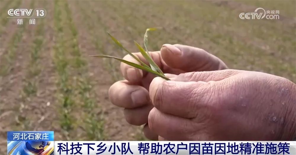 各地抓紧田间支招、精准管护全力“追苗情” 精准施策护航夏粮丰收