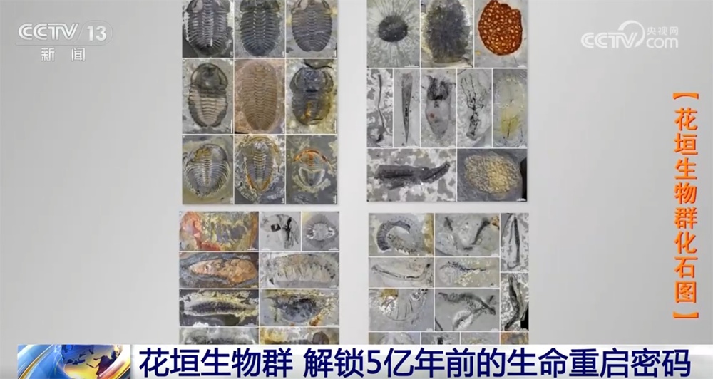 一起“涨”知识！世界级化石“宝藏”花垣生物群解锁5亿年前生命重启密码