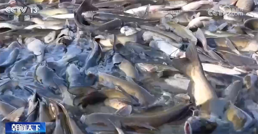 节前消费市场购销旺、“鲜”味浓 百姓“菜篮子”丰盈、“果盘子”新鲜有保障