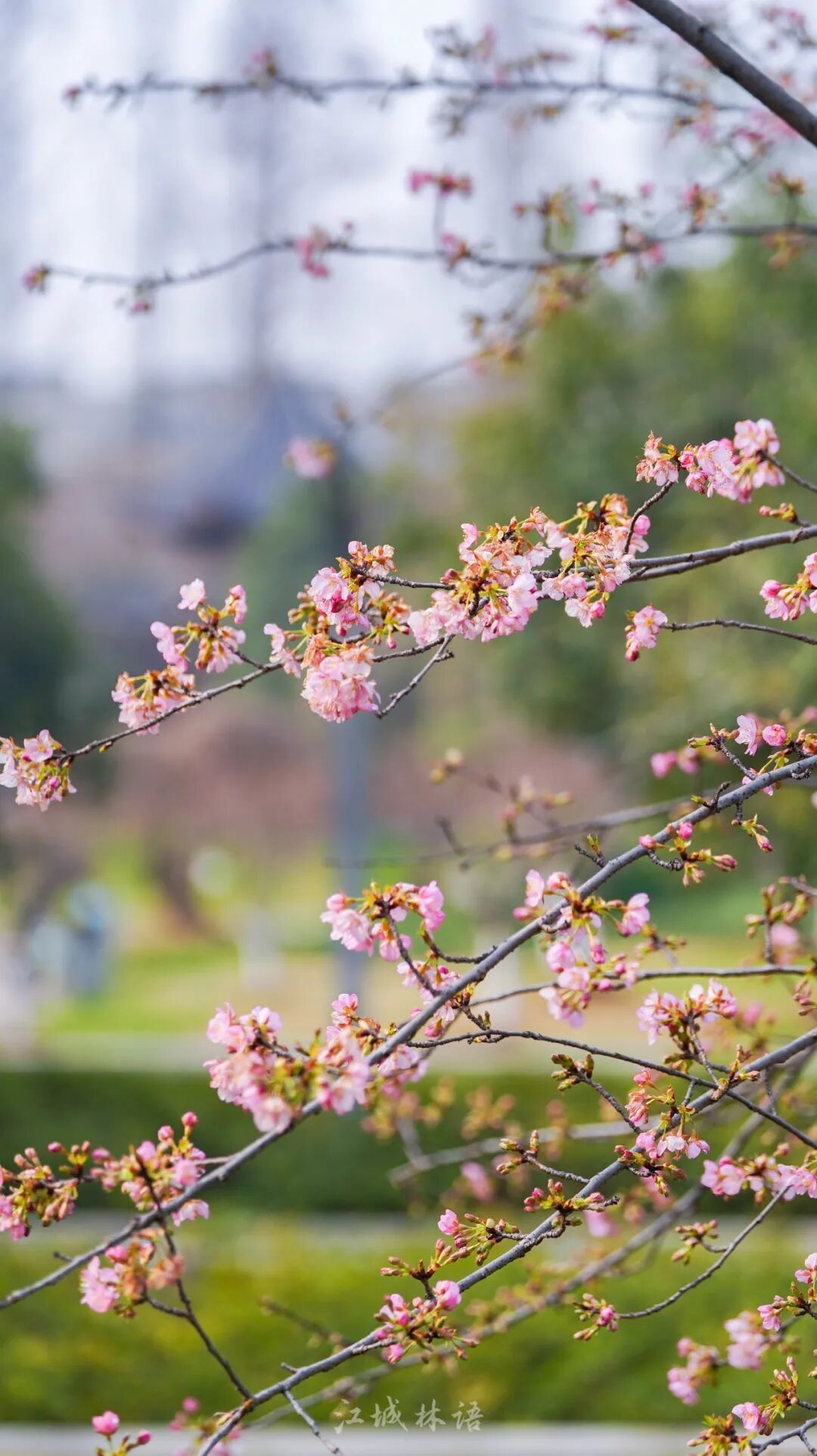 开爆了，武汉提前进入盛放期！“从未见过这么早”