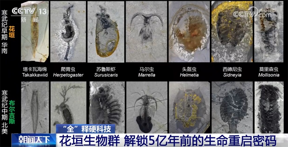 一起“涨”知识！世界级化石“宝藏”花垣生物群解锁5亿年前生命重启密码