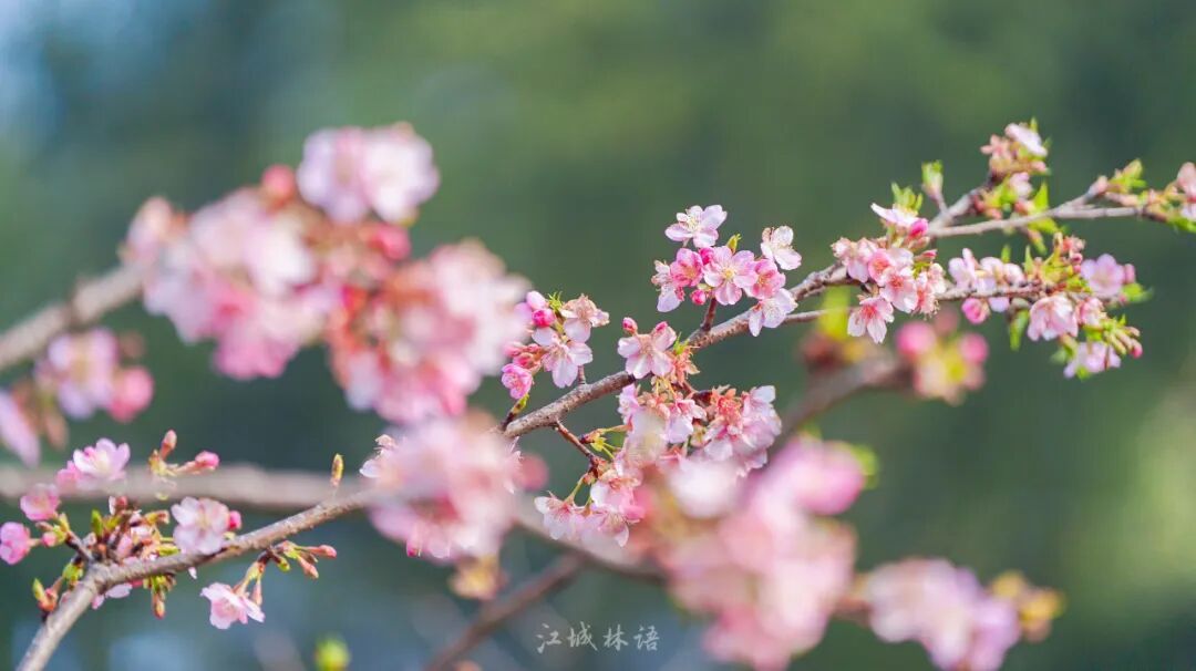 开爆了，武汉提前进入盛放期！“从未见过这么早”