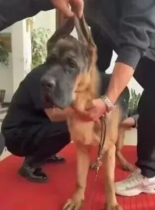 涉案358.6万元获刑15年，警方披露沈阳首例“宠物繁育专家”诈骗案情！