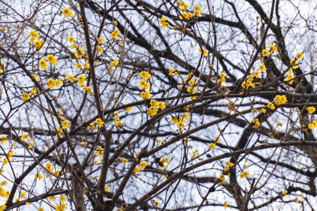 开爆了，武汉提前进入盛放期！“从未见过这么早”