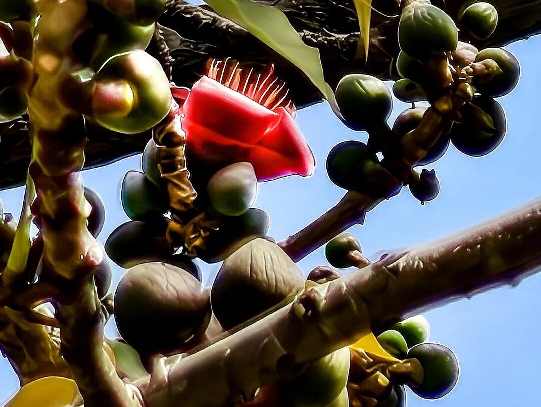 见者好运,广州357岁“木棉王”开花了,是罕见“双花同开” 见者好运,广州357岁“木棉王”开花了,是罕见“双花同开”