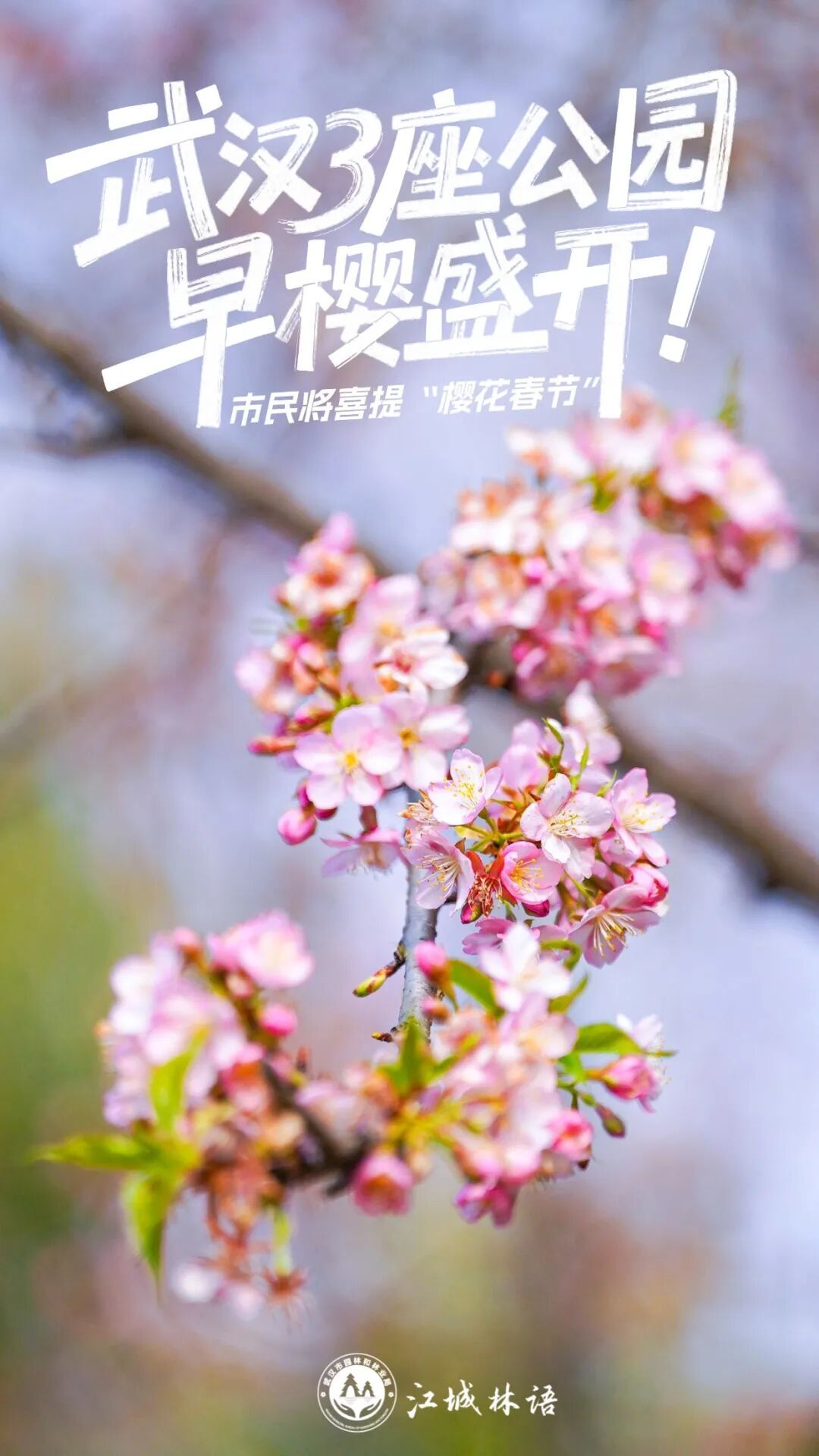 开爆了，武汉提前进入盛放期！“从未见过这么早”