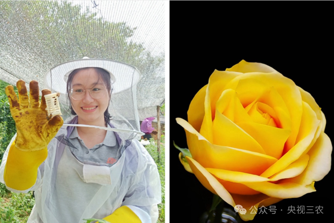 以二舅命名的“宝华月季”开始预售，热情网友首日抢购200多单