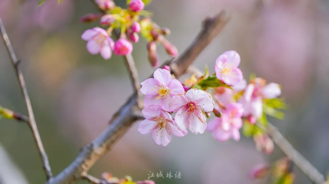 开爆了，武汉提前进入盛放期！“从未见过这么早”