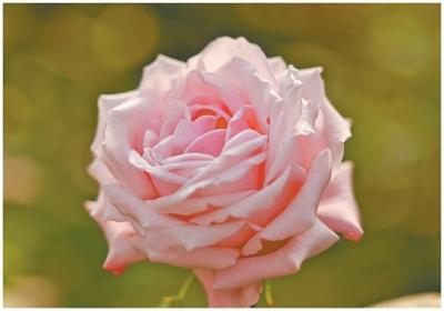 难忘那个纵马雪原的红色身影（新时代·面孔）