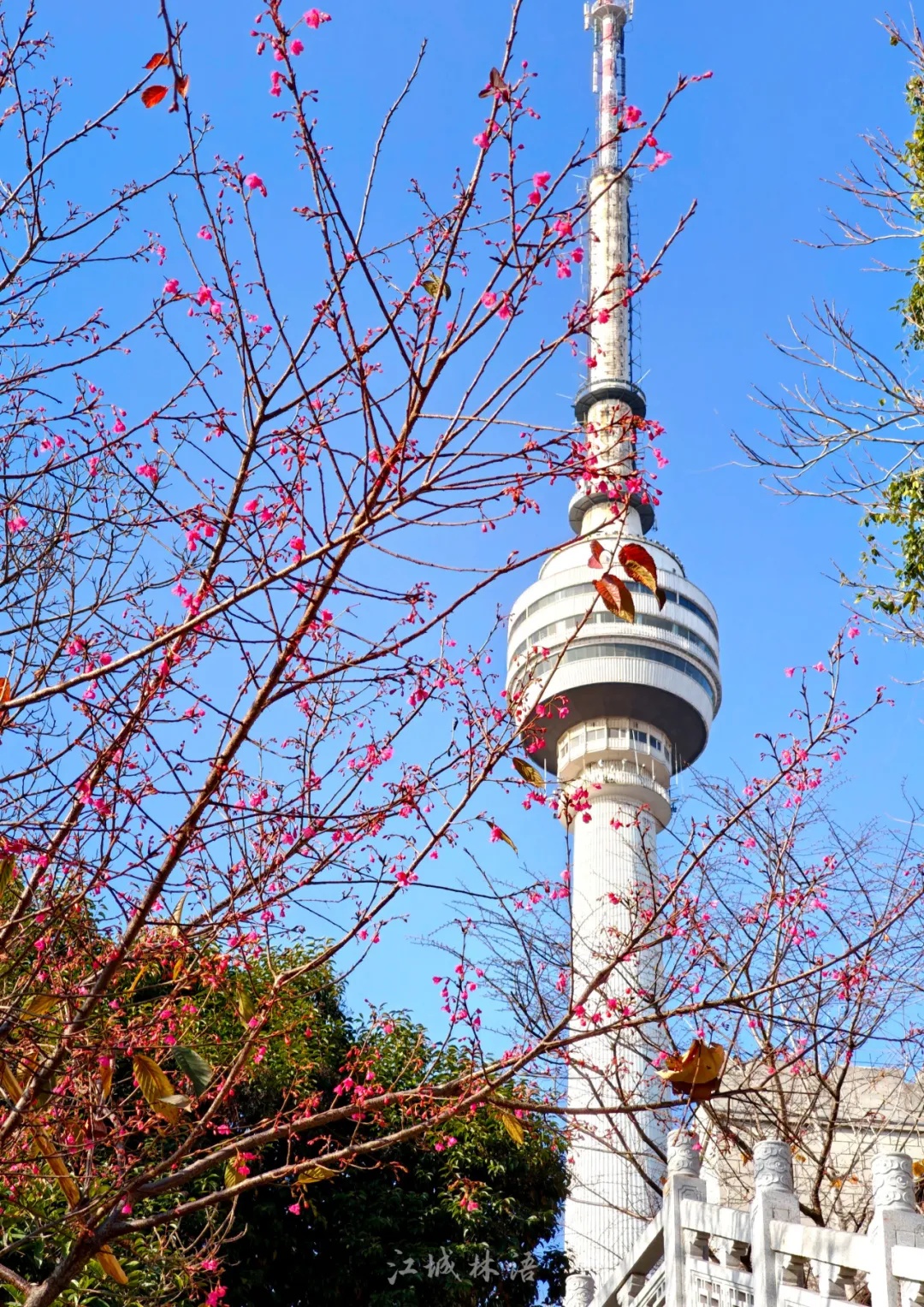 开爆了，武汉提前进入盛放期！“从未见过这么早”