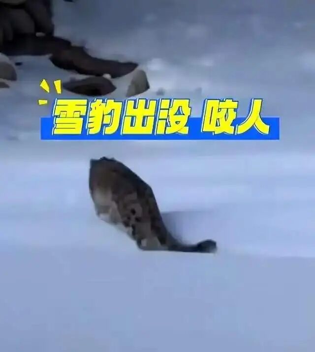 谁为雪豹咬人买单？看法律专业人士如何分析→