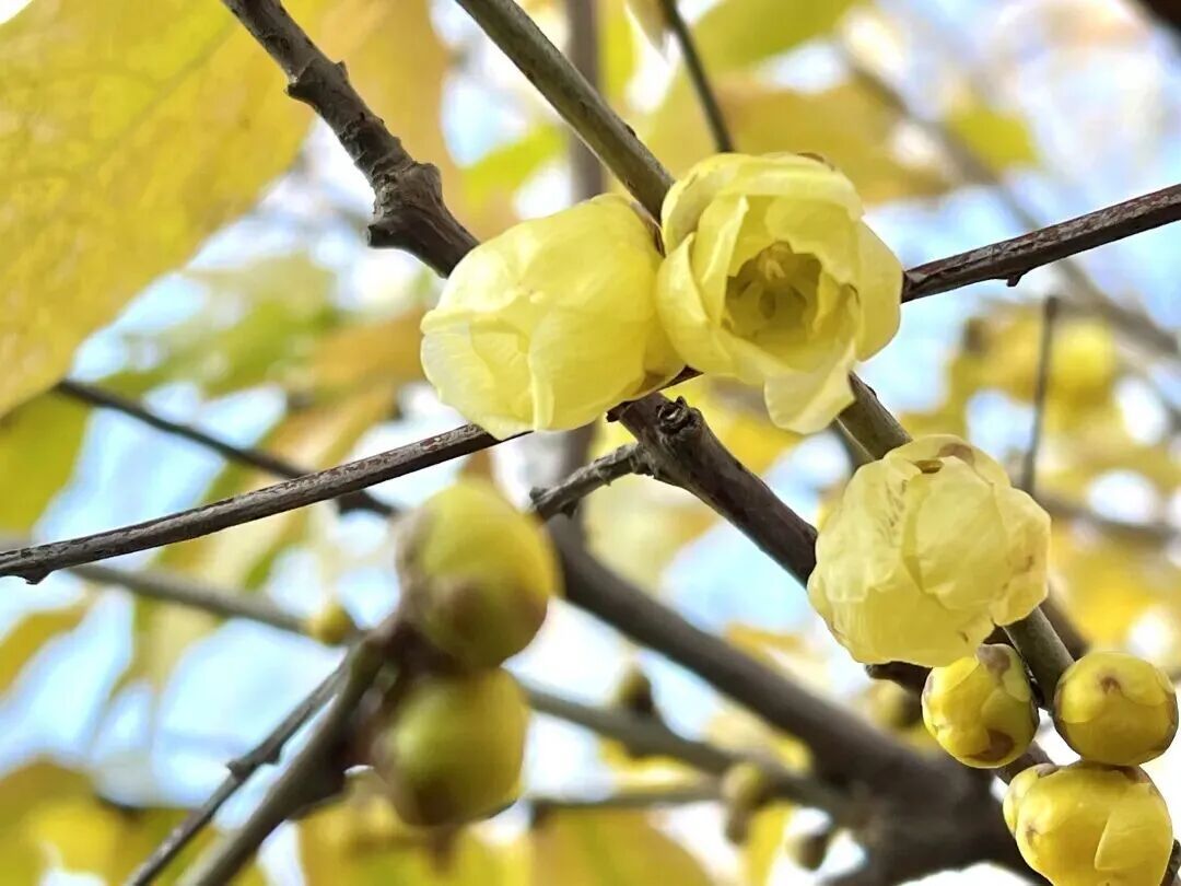 超出片!石家庄多个城市公园蜡梅进入花期,快去打卡 超出片!石家庄多个城市公园蜡梅进入花期,快去打卡